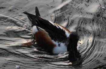 Northern Shoveler Hama-rikyu Gardens Sun, 4/14/2024