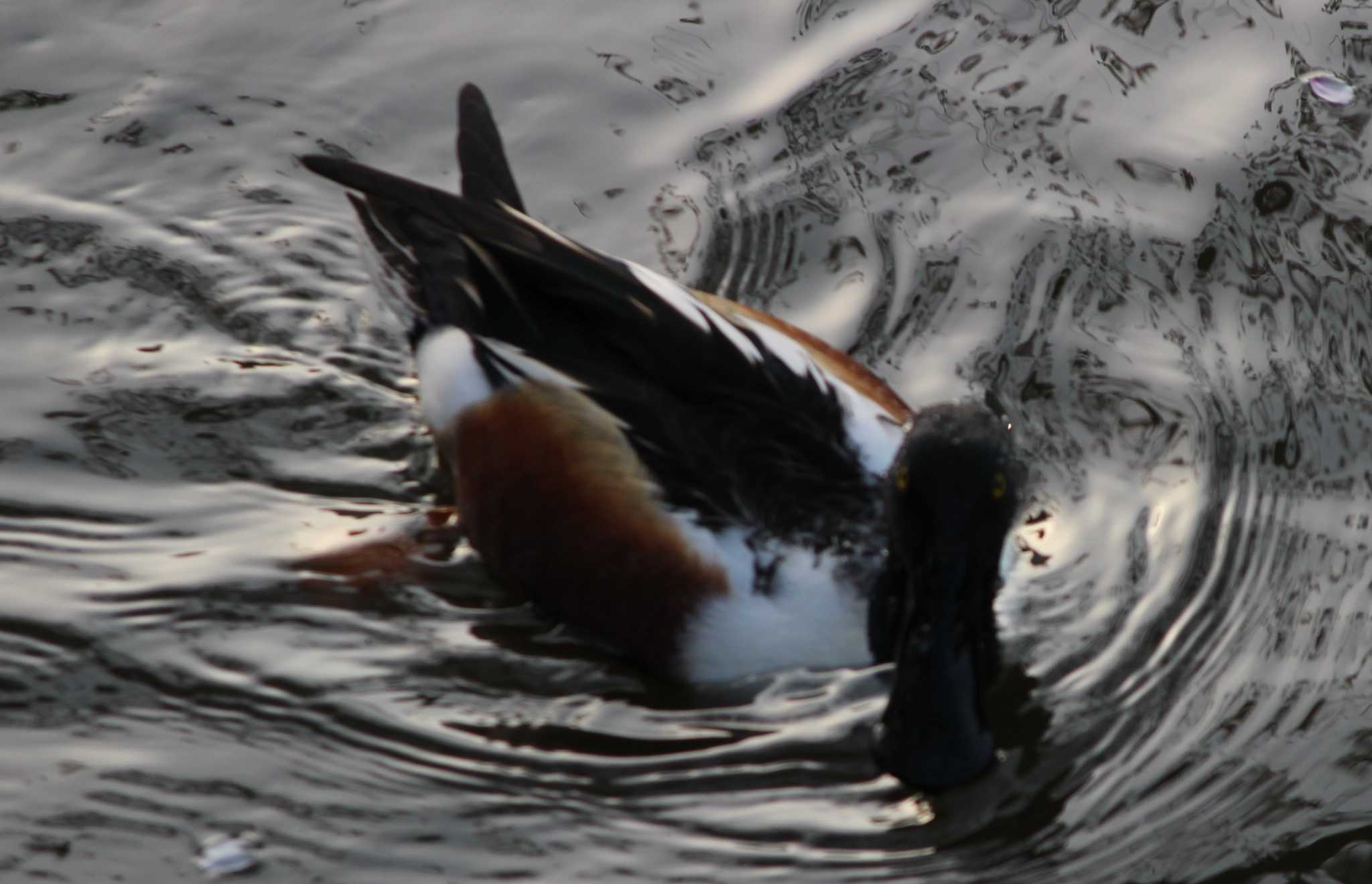 Photo of Northern Shoveler at Hama-rikyu Gardens by kj