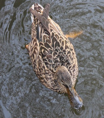 Northern Shoveler Hama-rikyu Gardens Sun, 4/14/2024