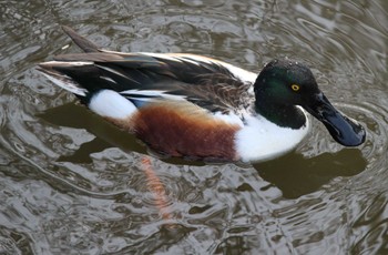 ハシビロガモ 浜離宮恩賜庭園 2024年4月14日(日)