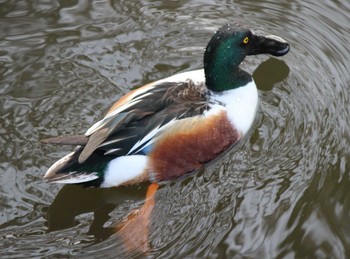 Northern Shoveler Hama-rikyu Gardens Sun, 4/14/2024