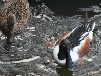 Northern Shoveler Hama-rikyu Gardens Sun, 4/14/2024