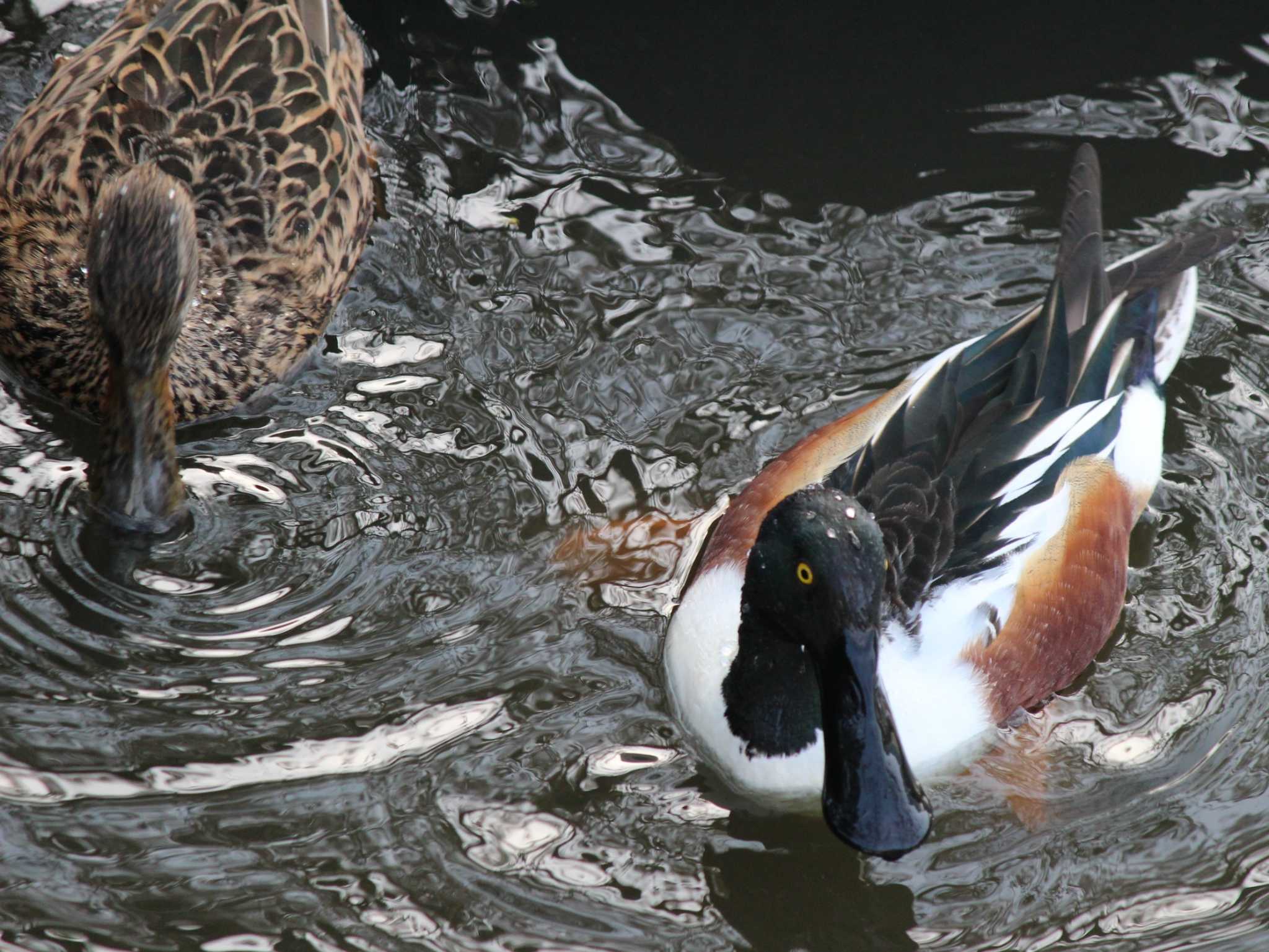 Northern Shoveler