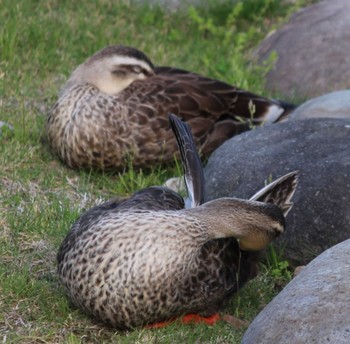 Northern Shoveler Hama-rikyu Gardens Sun, 4/14/2024