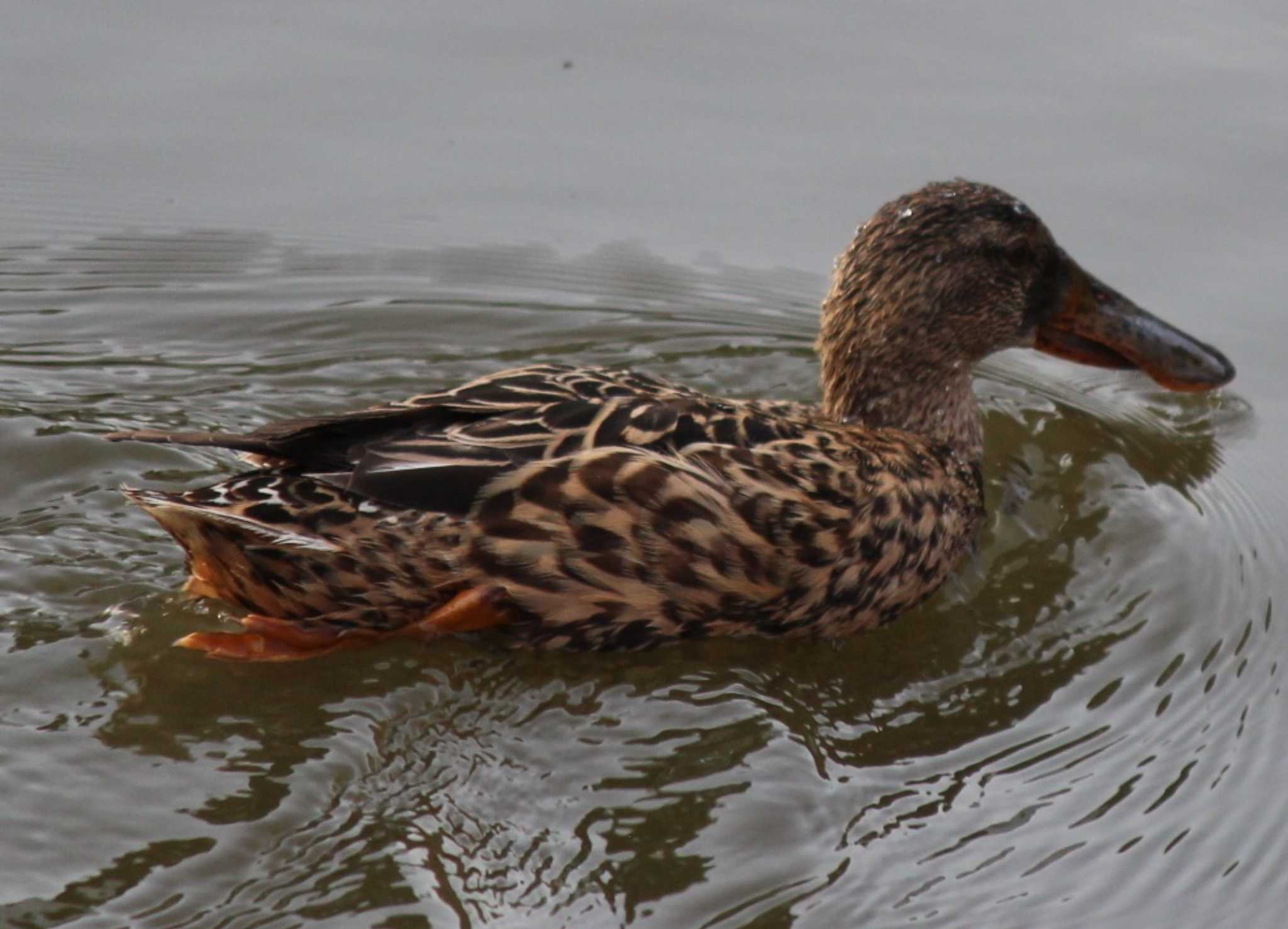 Photo of Northern Shoveler at Hama-rikyu Gardens by kj