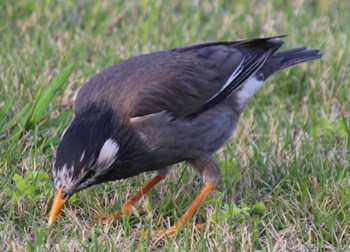 White-cheeked Starling Hama-rikyu Gardens Sun, 4/14/2024