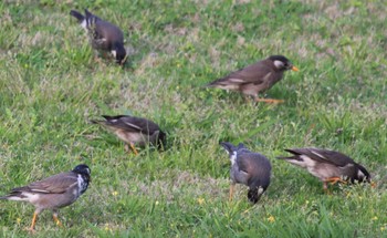 White-cheeked Starling Hama-rikyu Gardens Sun, 4/14/2024