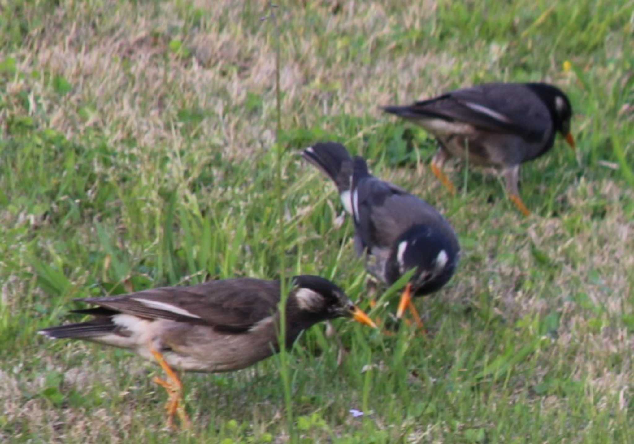 White-cheeked Starling