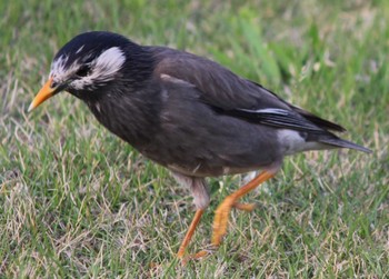 White-cheeked Starling Hama-rikyu Gardens Sun, 4/14/2024