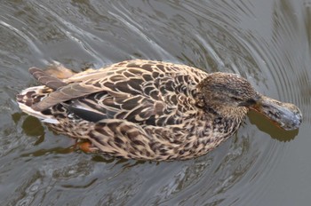 Northern Shoveler Hama-rikyu Gardens Sun, 4/14/2024