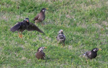 White-cheeked Starling Hama-rikyu Gardens Sun, 4/14/2024