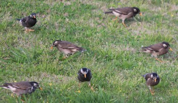 White-cheeked Starling Hama-rikyu Gardens Sun, 4/14/2024