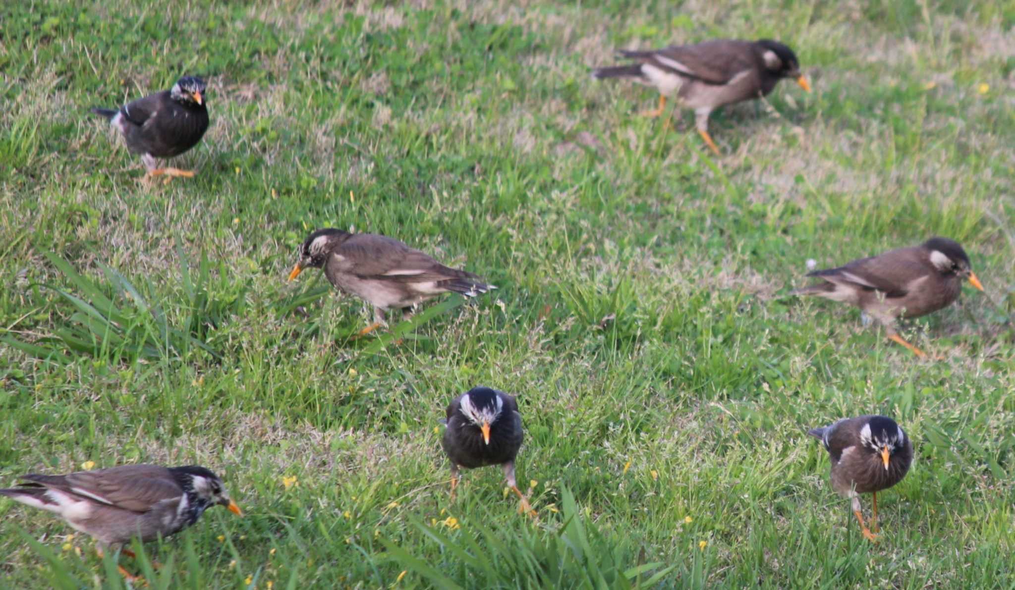 White-cheeked Starling