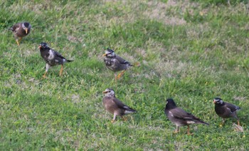 White-cheeked Starling Hama-rikyu Gardens Sun, 4/14/2024