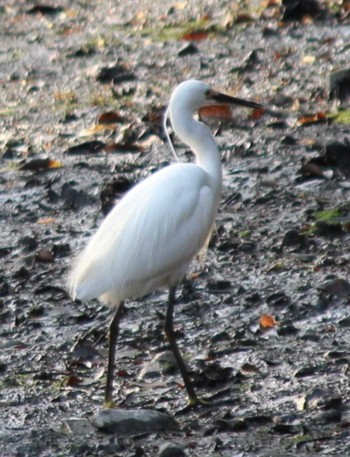 Little Egret Hama-rikyu Gardens Sun, 4/14/2024