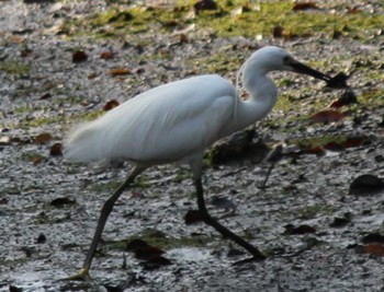 Little Egret Hama-rikyu Gardens Sun, 4/14/2024