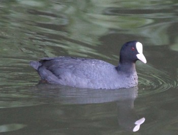 Eurasian Coot Hama-rikyu Gardens Sun, 4/14/2024