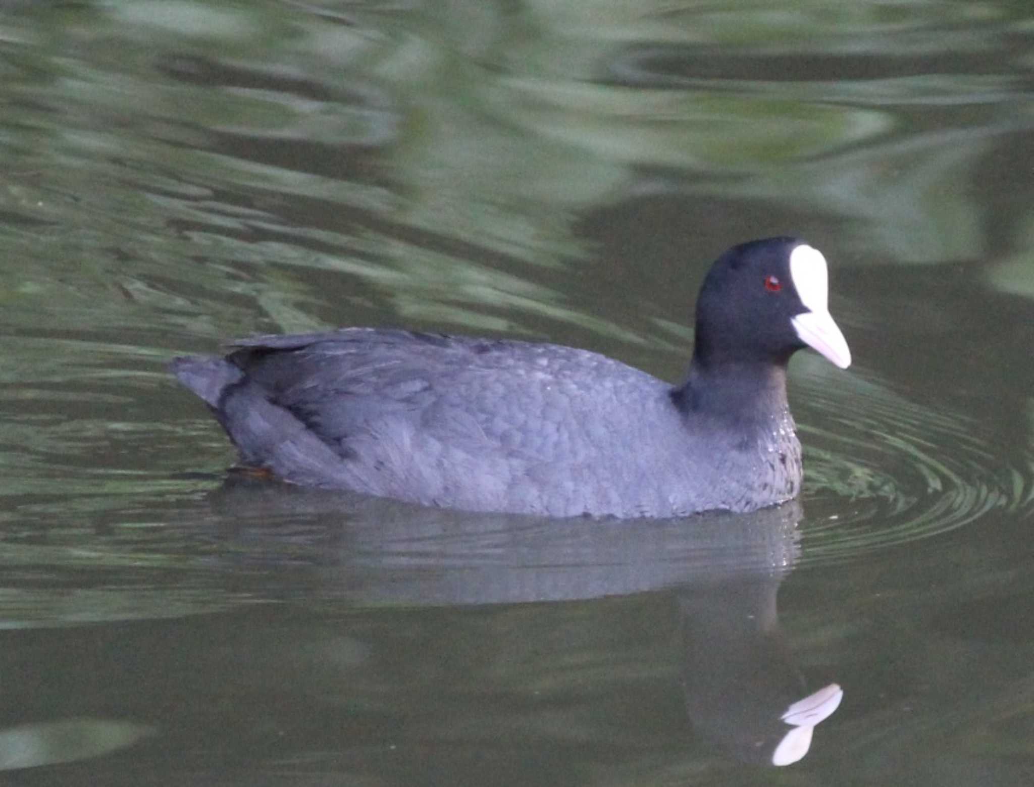 Eurasian Coot