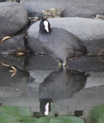 Eurasian Coot Hama-rikyu Gardens Sun, 4/14/2024