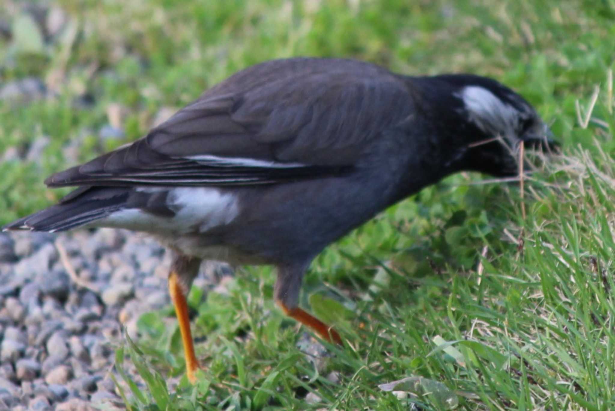 White-cheeked Starling