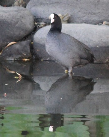 Eurasian Coot Hama-rikyu Gardens Sun, 4/14/2024