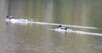 Northern Shoveler Hama-rikyu Gardens Sun, 4/14/2024