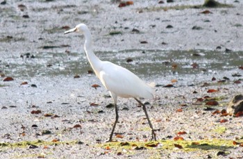 Little Egret Hama-rikyu Gardens Sun, 4/14/2024