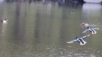 ハシビロガモ 浜離宮恩賜庭園 2024年4月14日(日)