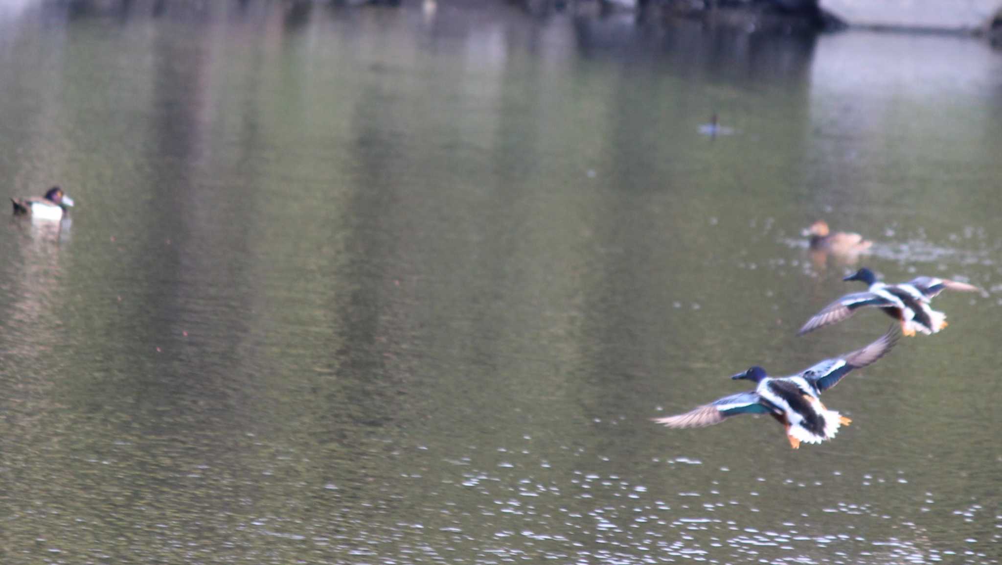 Northern Shoveler