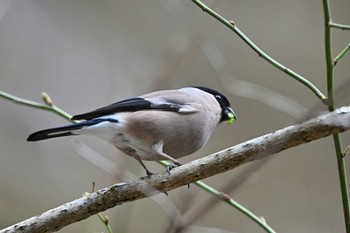 Eurasian Bullfinch 相模原市 Sun, 3/24/2024