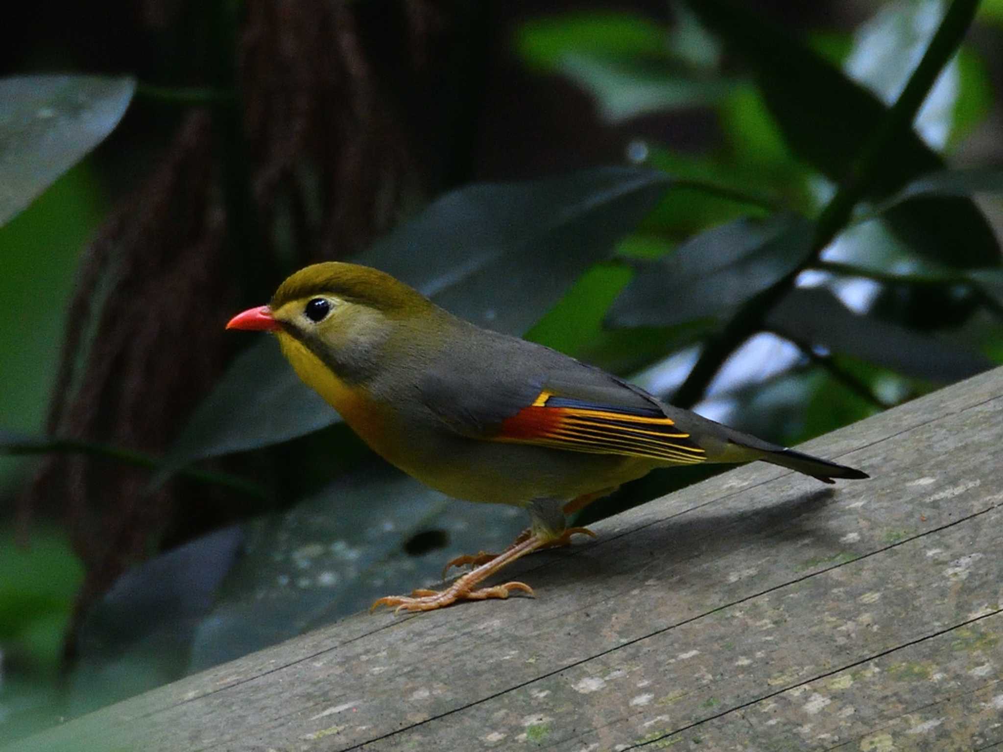 Photo of Red-billed Leiothrix at 横浜市 by Passing Birder