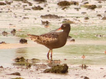 Spotted Redshank Inashiki Sun, 4/28/2024