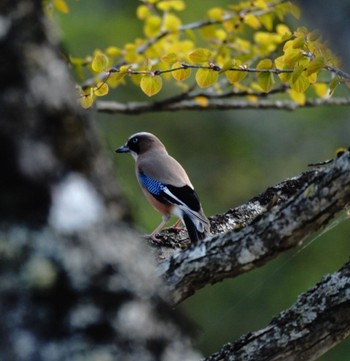 Eurasian Jay 蔦野鳥の森(青森県十和田市) Sat, 4/27/2024