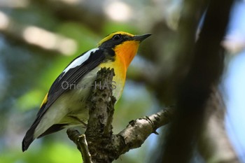 Narcissus Flycatcher 東京都多摩地域 Thu, 4/25/2024