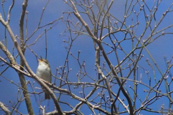 Eastern Crowned Warbler 富士山麓 Tue, 4/16/2024