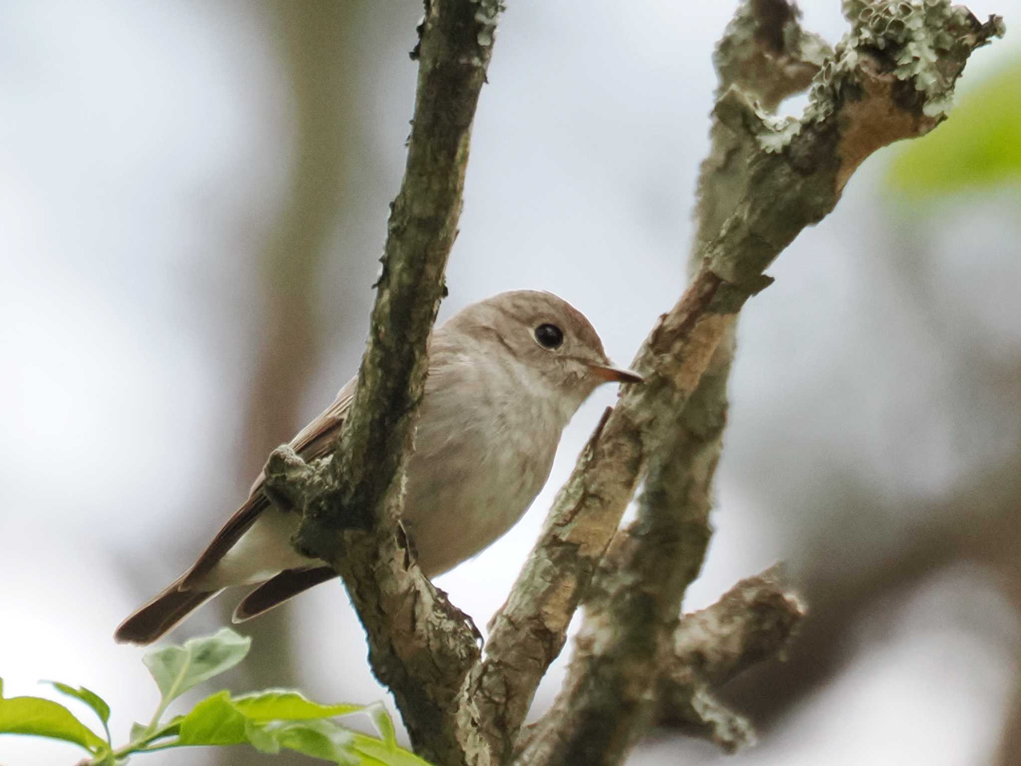 Photo of Asian Brown Flycatcher at JGSDF Kita-Fuji Exercise Area by ぴろり