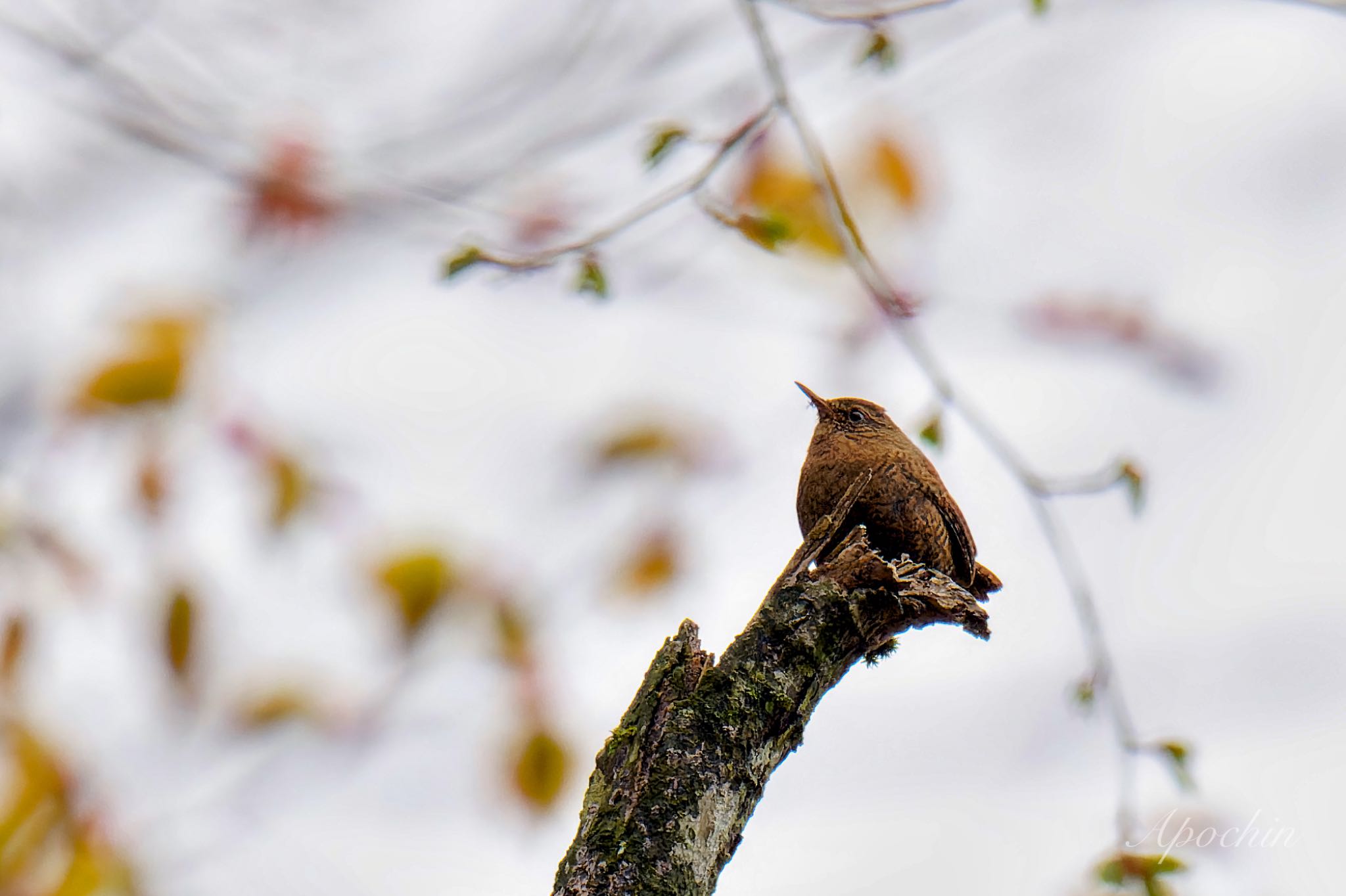 Photo of Eurasian Wren at 大蔵高丸 by アポちん