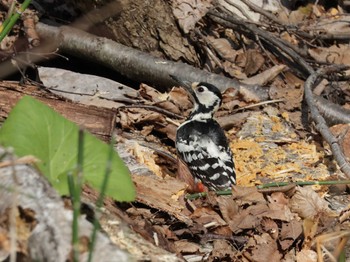 White-backed Woodpecker Nishioka Park Thu, 5/2/2024