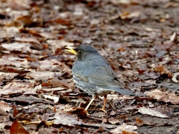 Japanese Thrush Nishioka Park Thu, 5/2/2024