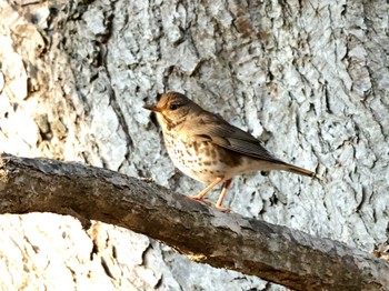 Japanese Thrush Nishioka Park Thu, 5/2/2024