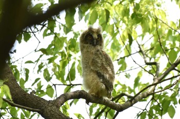 Long-eared Owl Watarase Yusuichi (Wetland) Mon, 4/29/2024