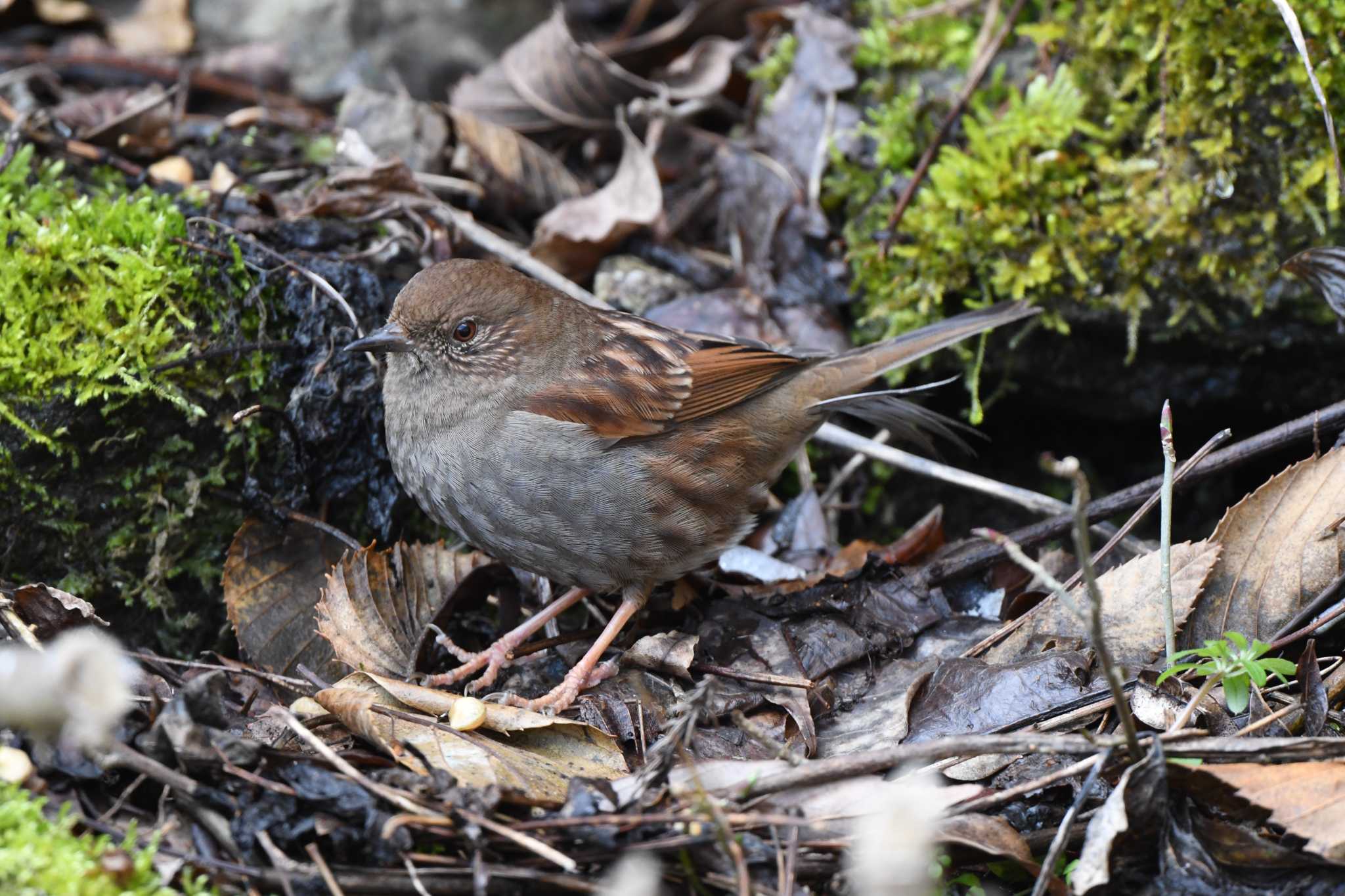 Japanese Accentor