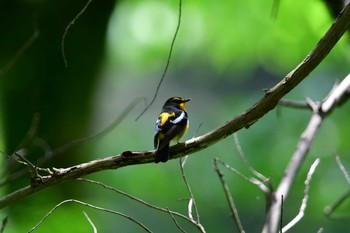 Narcissus Flycatcher 厚木七沢森林公園 Thu, 5/2/2024