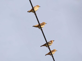 Chestnut-cheeked Starling Inashiki Sun, 4/28/2024