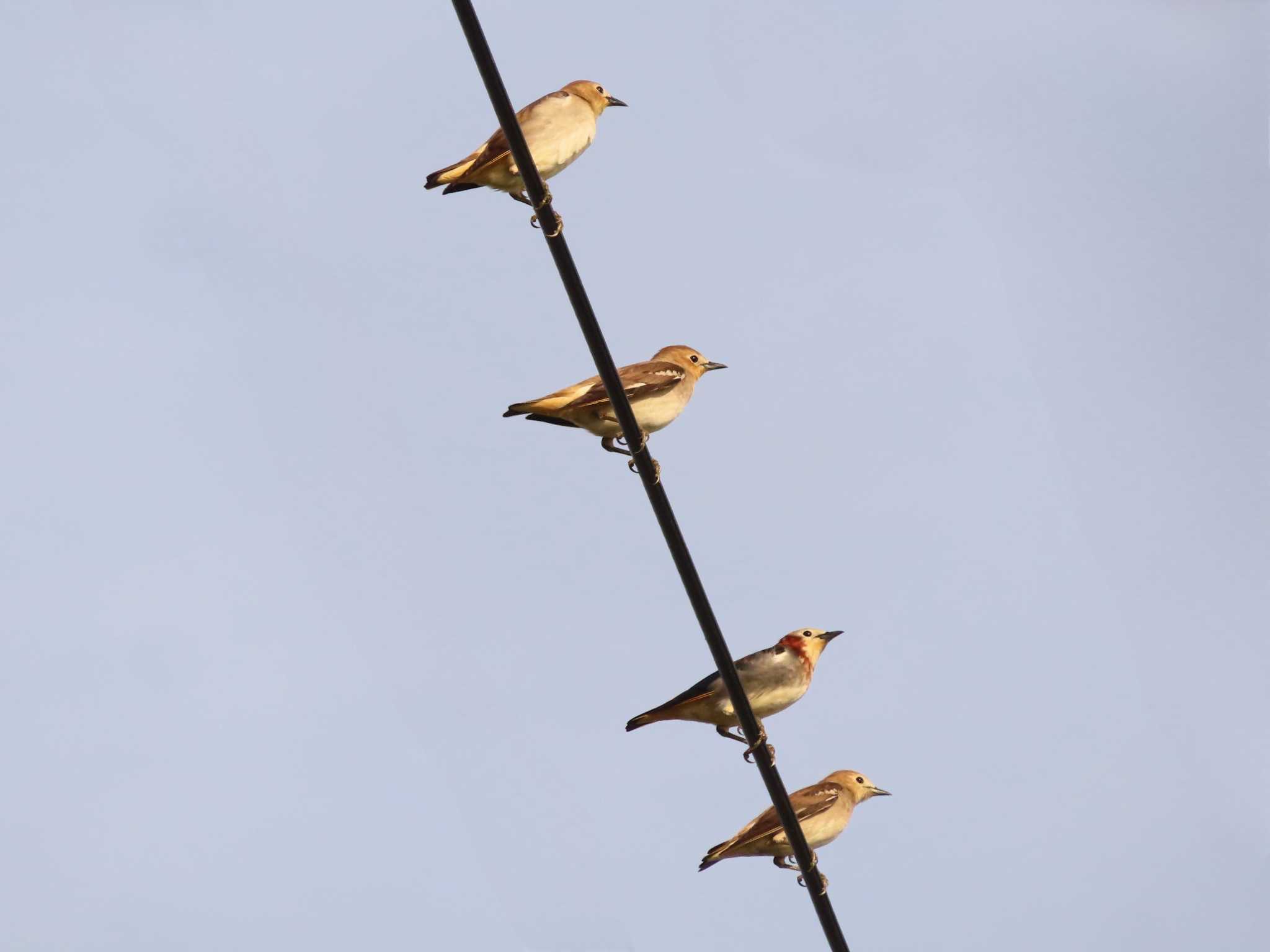 Photo of Chestnut-cheeked Starling at Inashiki by ゆ