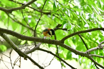 Varied Tit 厚木七沢森林公園 Thu, 5/2/2024