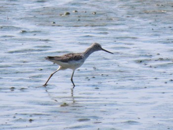 Common Greenshank Kabukuri Pond Mon, 4/29/2024