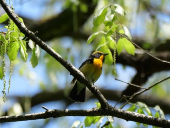 Narcissus Flycatcher 秩父 Thu, 4/25/2024