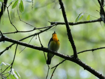 Narcissus Flycatcher 秩父 Thu, 4/25/2024