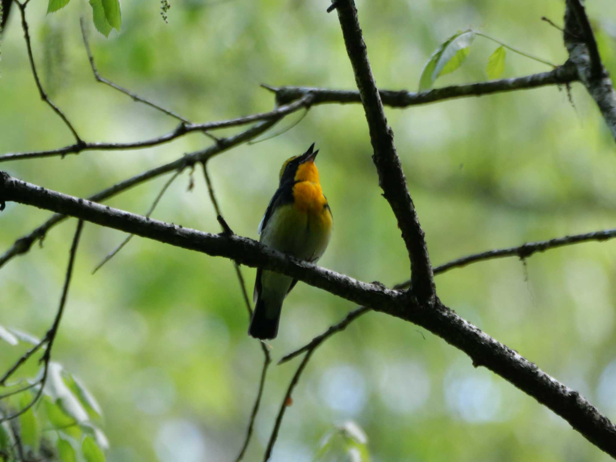 キビタキ3態。　キビタキは、下には無頓着。　　（原画です） by little birds